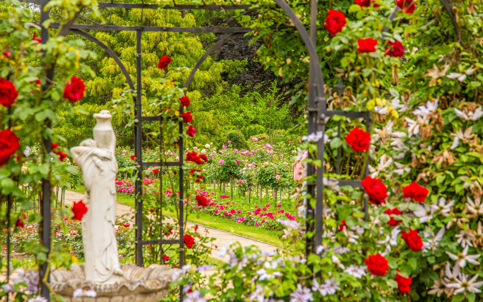Hochstamm- und Edelrosengarten, Foto: Patrick Lucia, Lizenz: PatLografie
