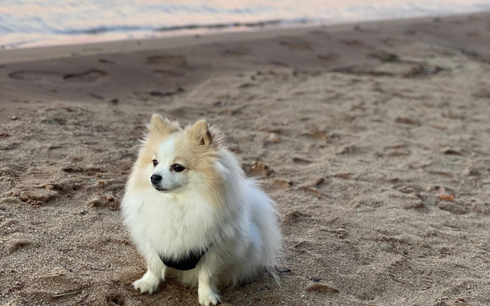 Hundedame Kiwi am Hundestrand Niemtsch am Senftenberger See, Foto: Jenny Ruben, Lizenz: Jenny Ruben