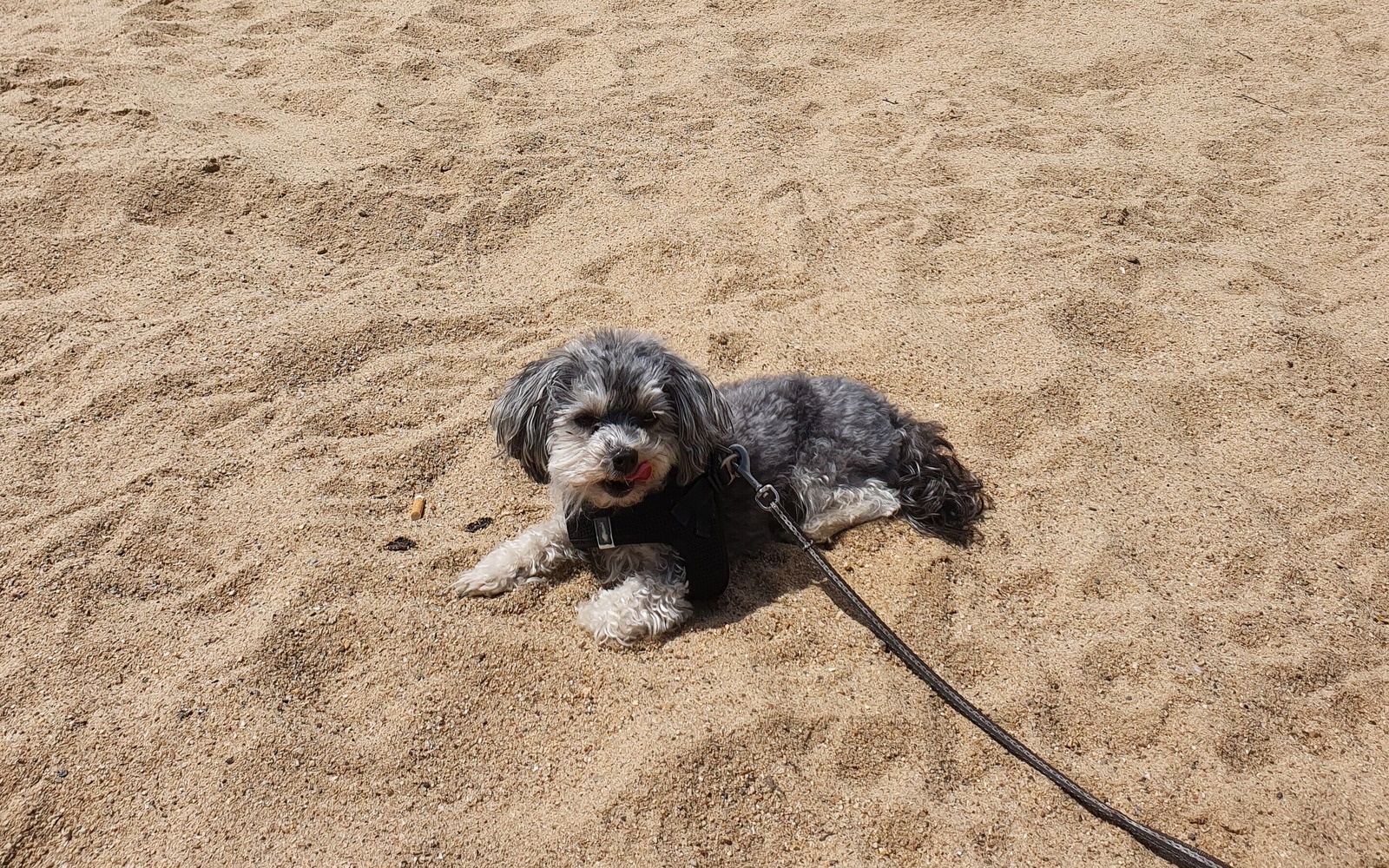 Hundedame Lissy am Strand, Foto: Celine Klose, Lizenz: Celine Klose