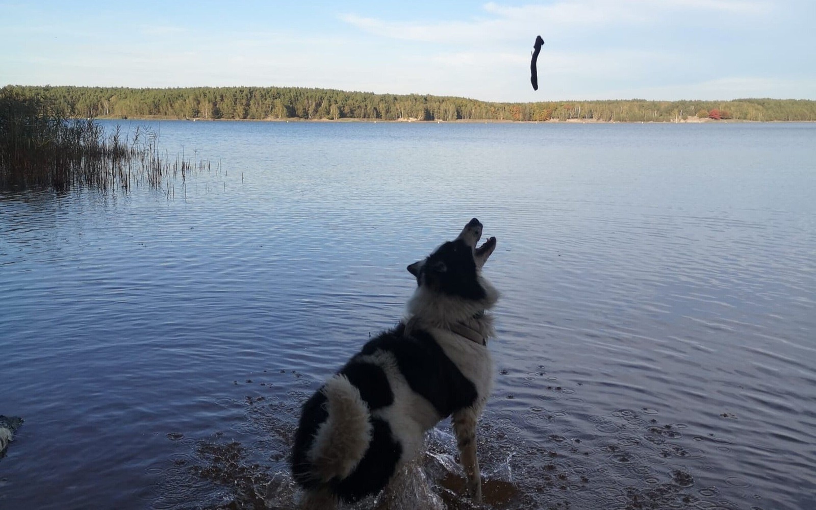 Hund Spike am See, Foto: Lina Jurasik, Lizenz: Lina Jurasik