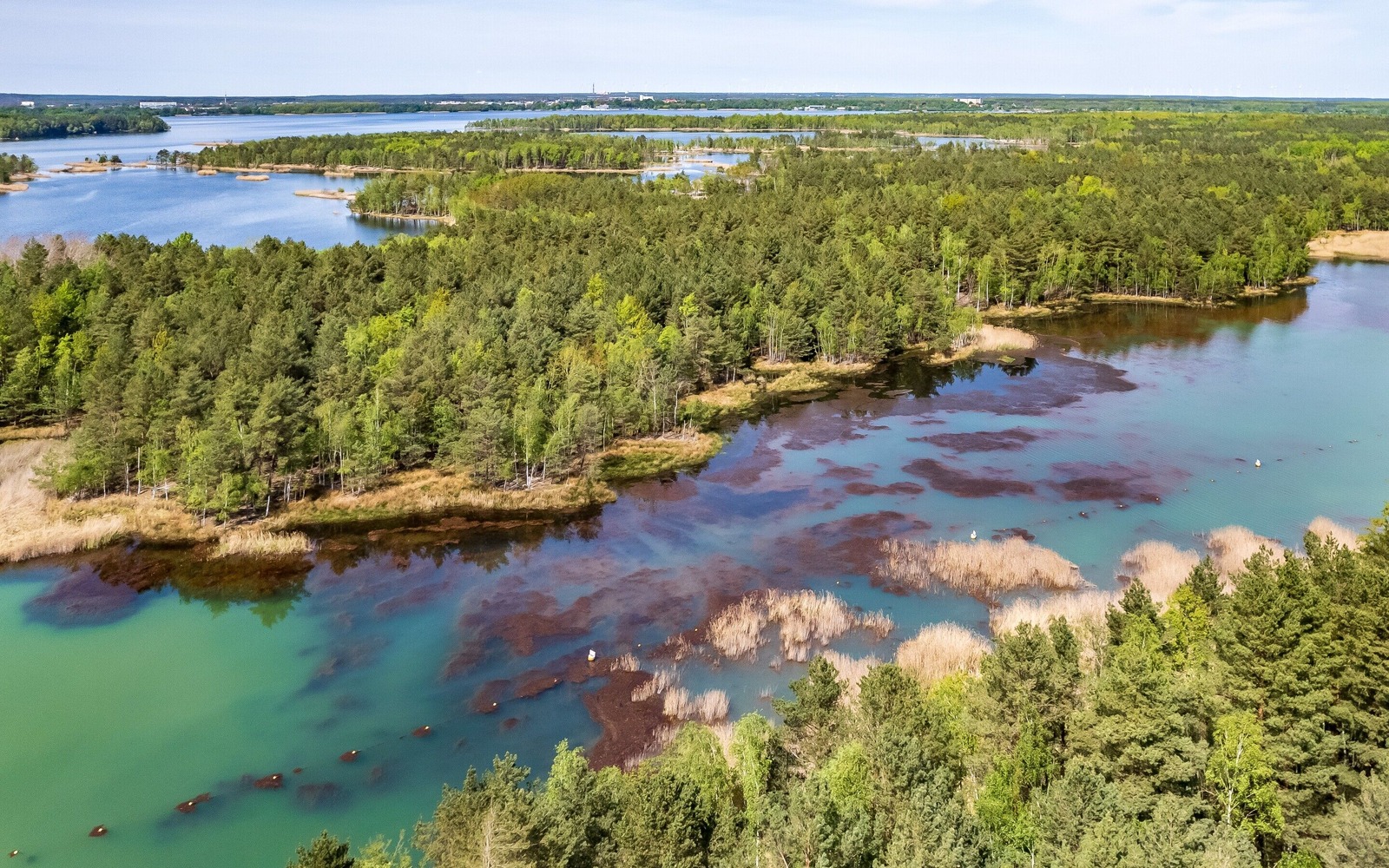 Naturgeschütze Insel im Senftenberger See, Foto: Szymon Nitka, Lizenz: Szymon Nitka
