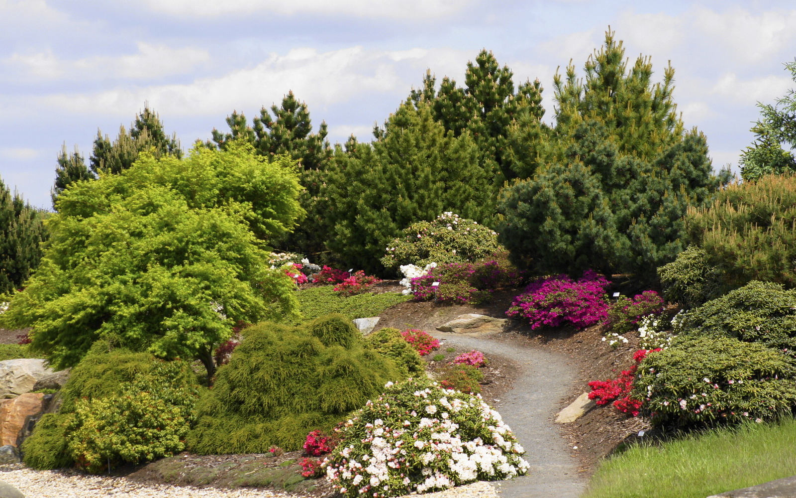 Rhododendronblüte, Foto: Findlingspark Nochten, Lizenz: Förderverein Findlingspark
