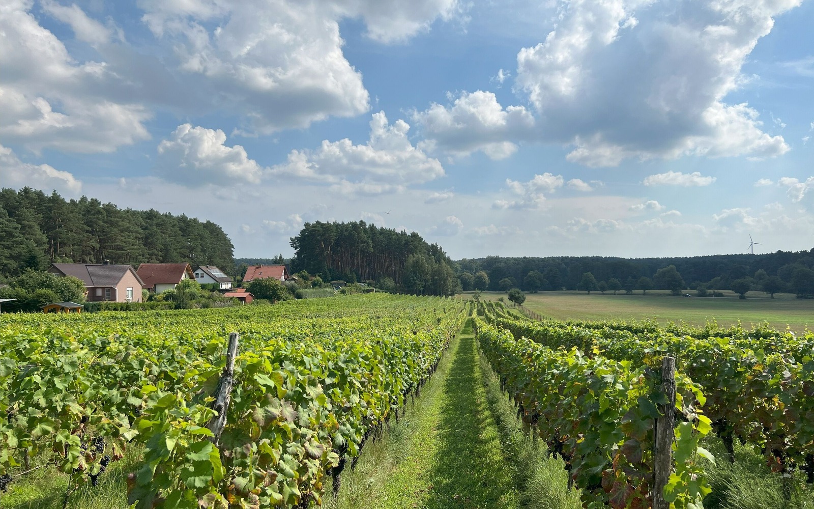 1_Weinberg Grano_Gernoth Apitz.jpg4, Foto: Gernoth Apitz, Lizenz: Gernoth Apitz