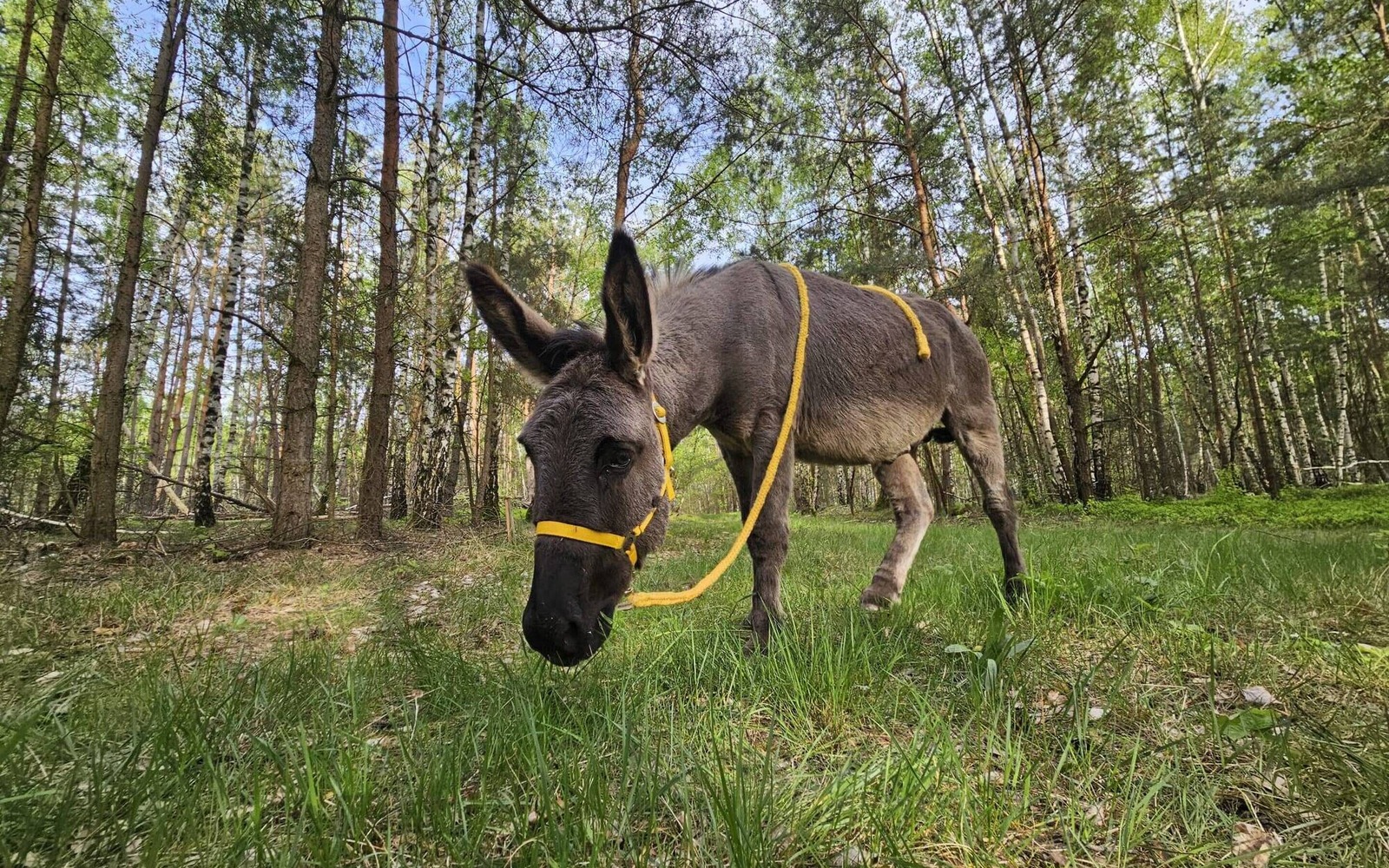 Eselwanderung, Foto: Sarah Wyrtki, Lizenz: Sarah Wyrtki